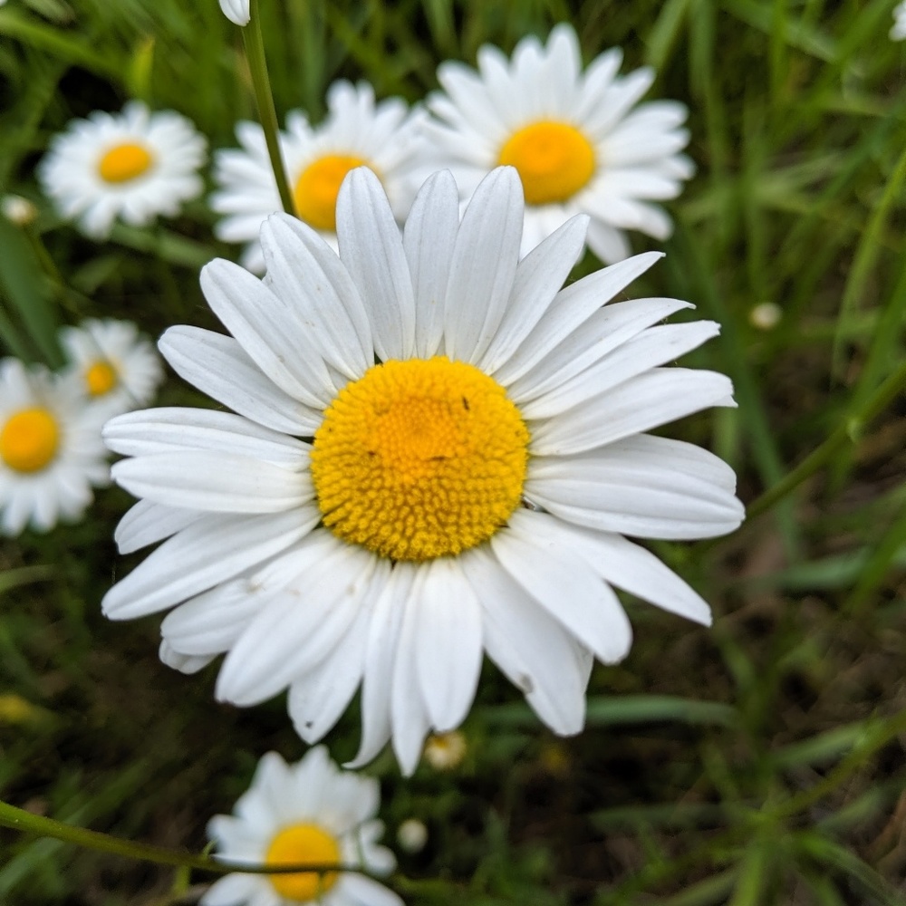 Meet your Posher, Brandi